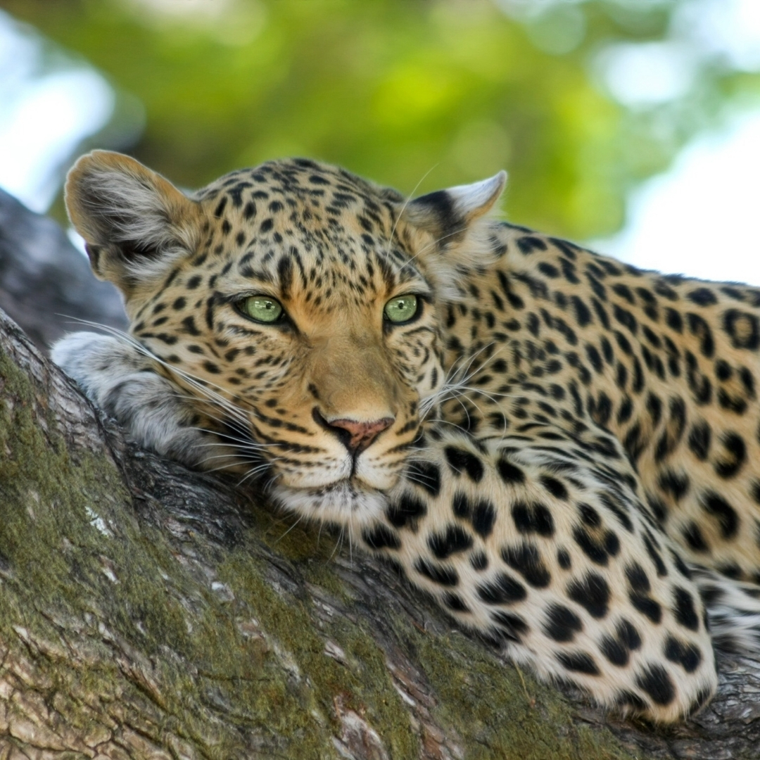 Wildlife & National Parks