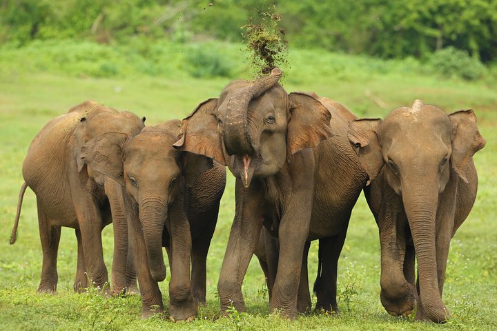 Udawalawe