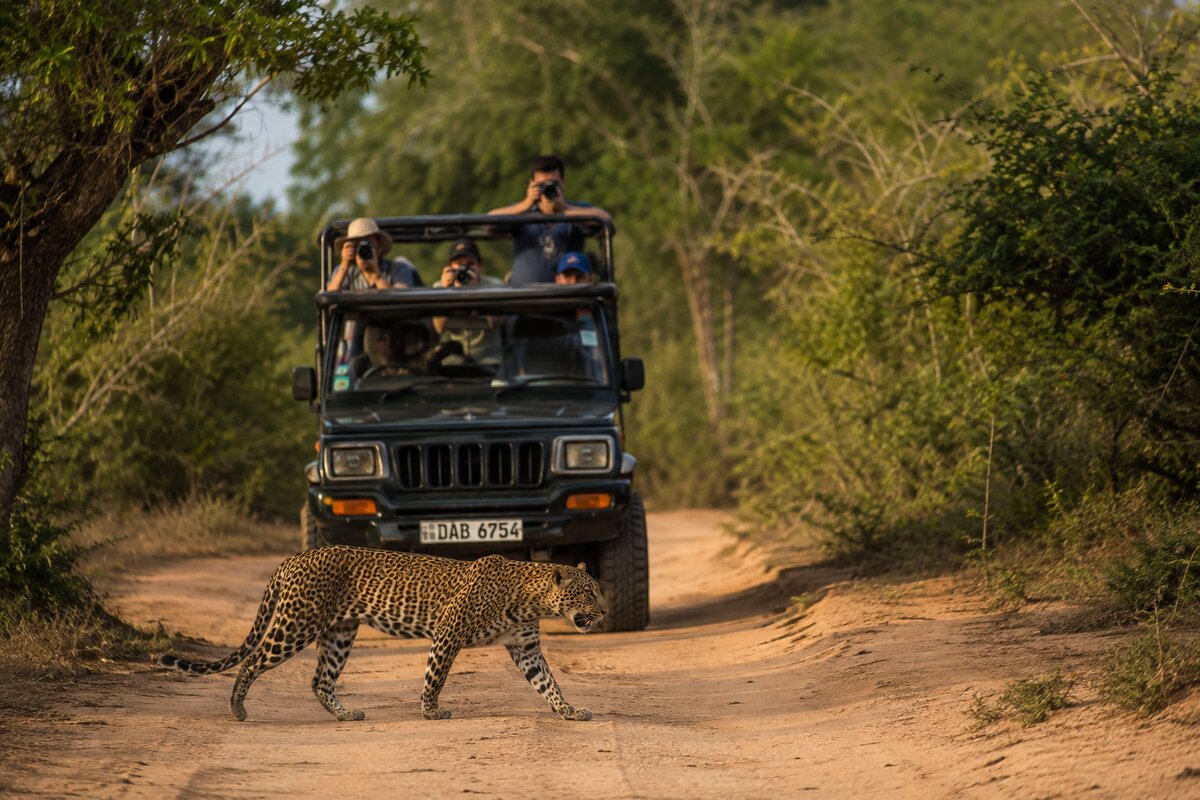 Wildlife Safari Adventure