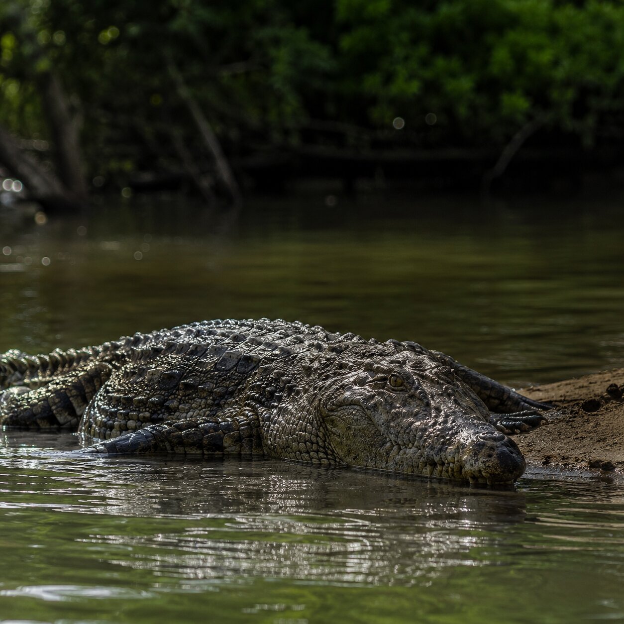 Crocodile Watching