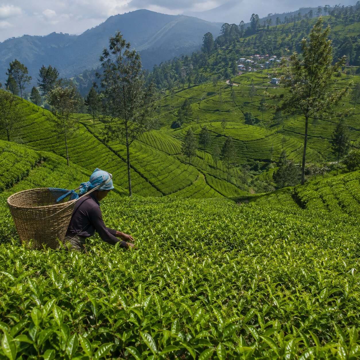 Tea Plantation