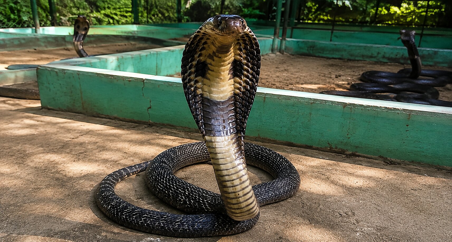 Snake Farm
