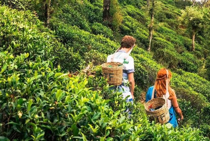 tea-plucking