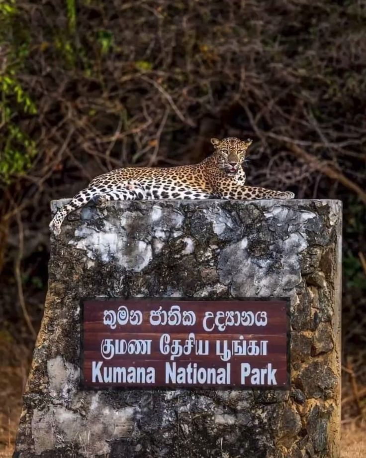 kumana-leopard