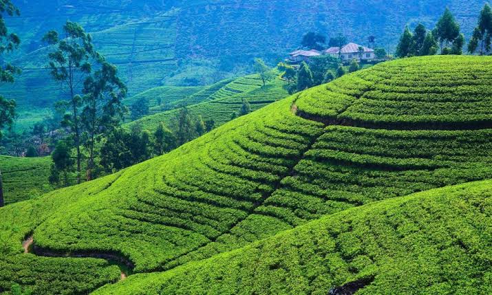 tea-plantation
