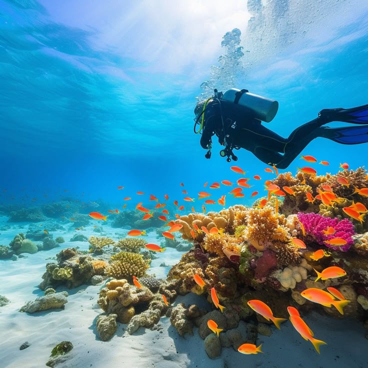 divei-n-to-see