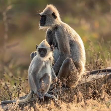 monkey-bundala