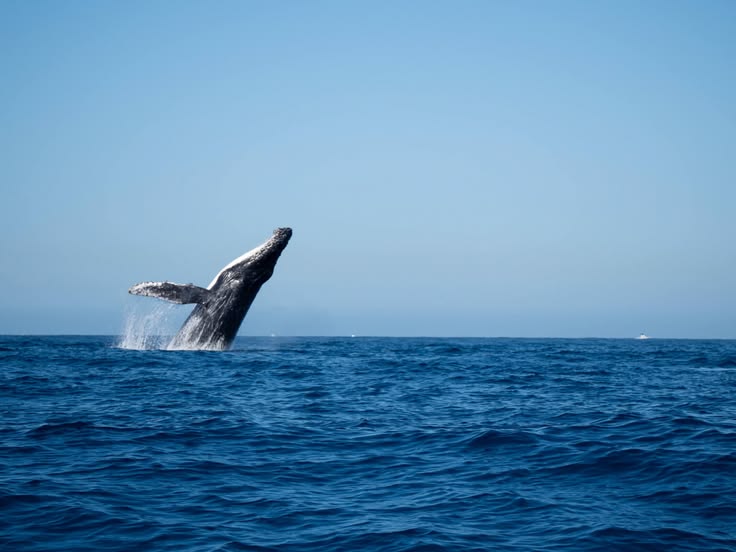 humpback-whale