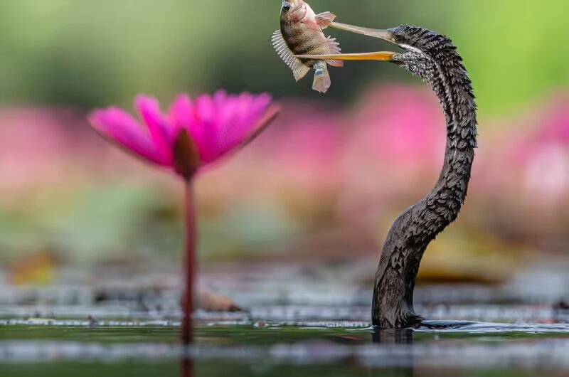 fish-bundala