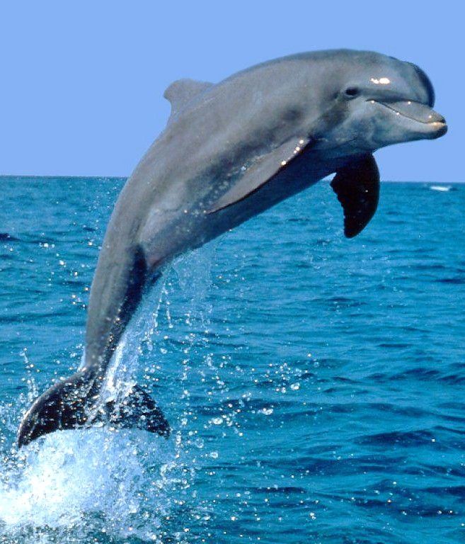 dolphins