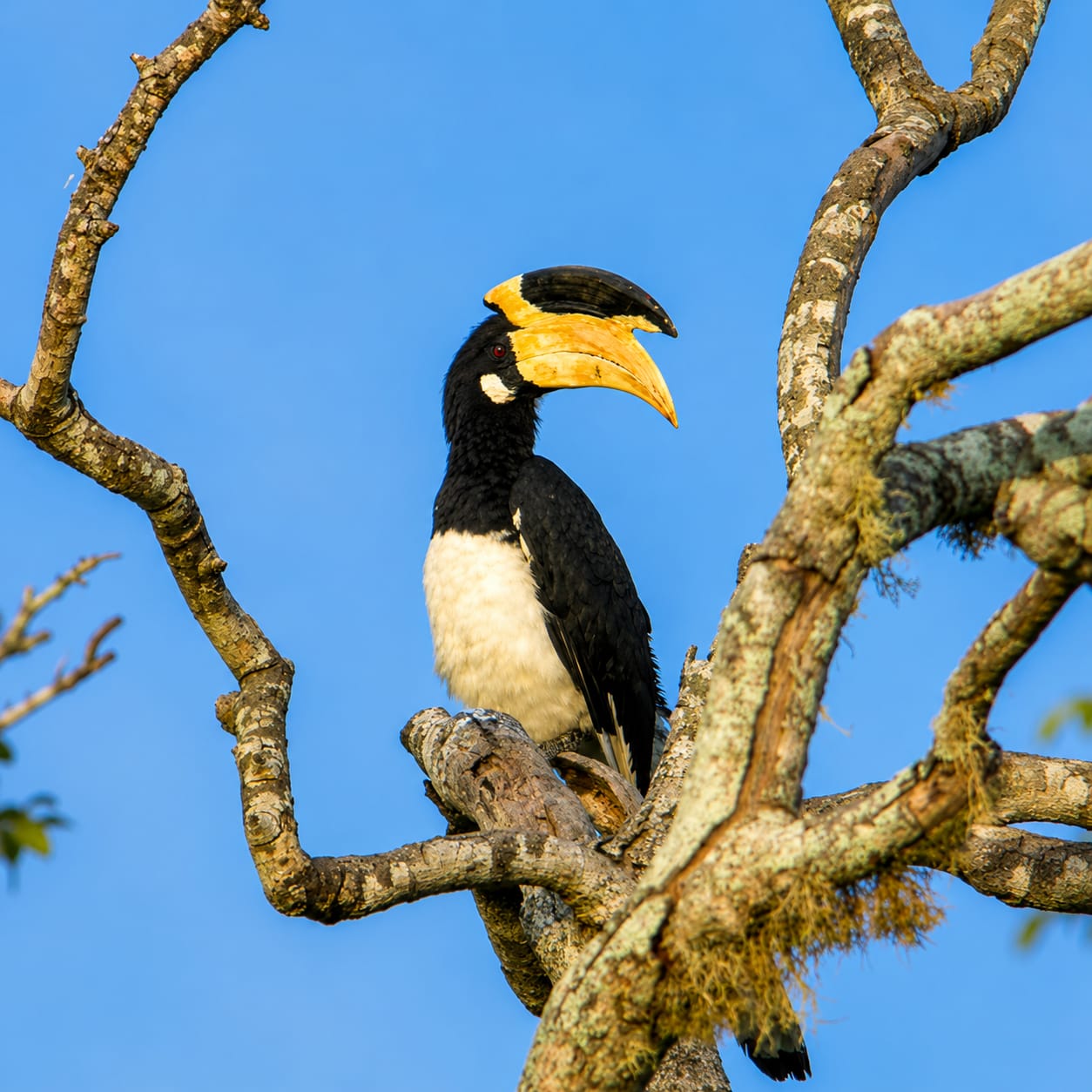 hornbills
