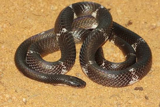 snake