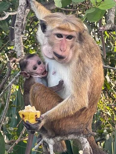 monkeys