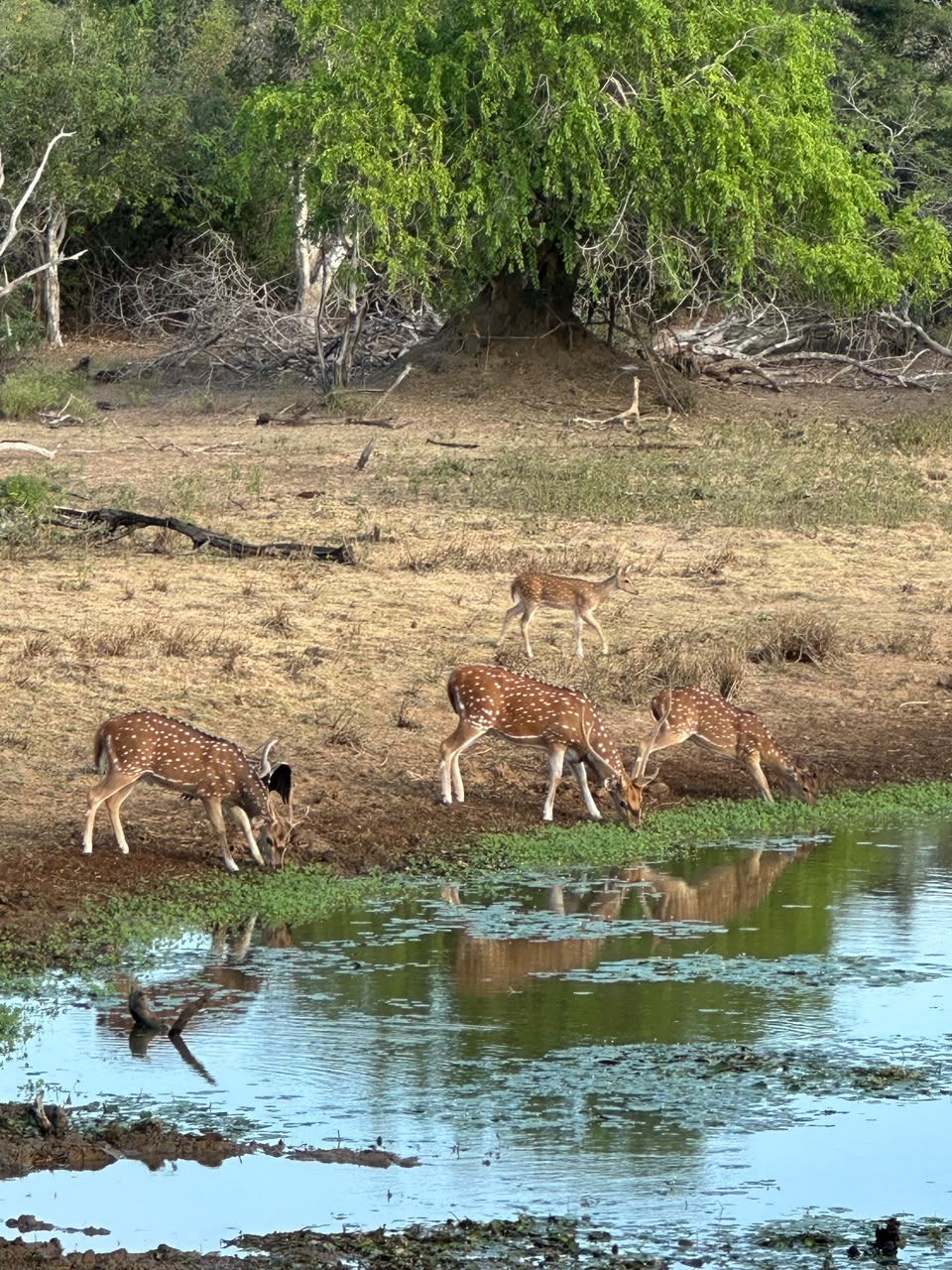deer