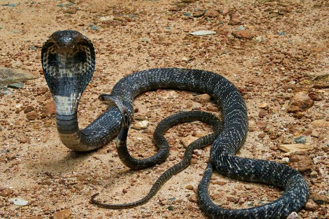 Cobra