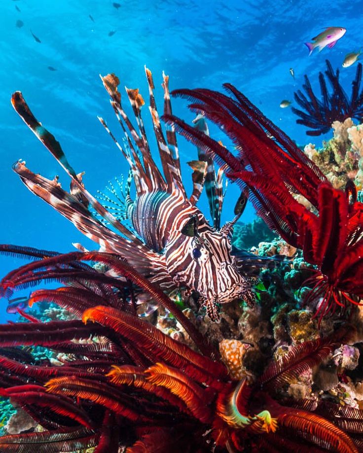 lion-fish