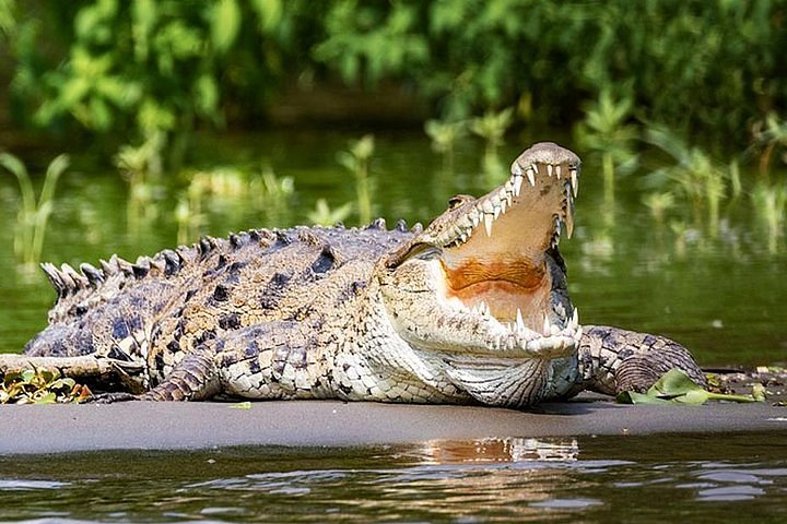 crocodile