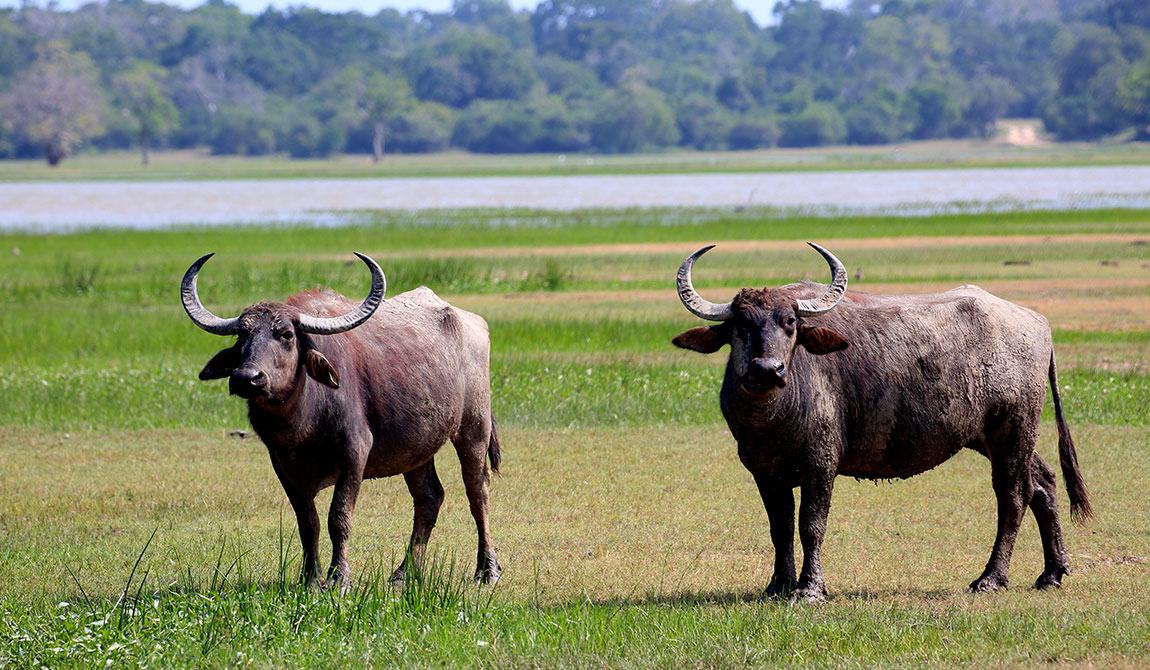 kumana-buffalo