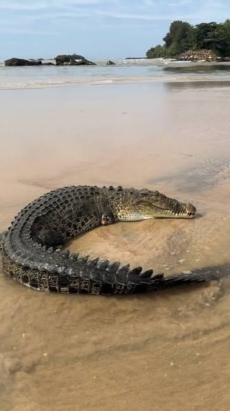 saltwater-crocodile