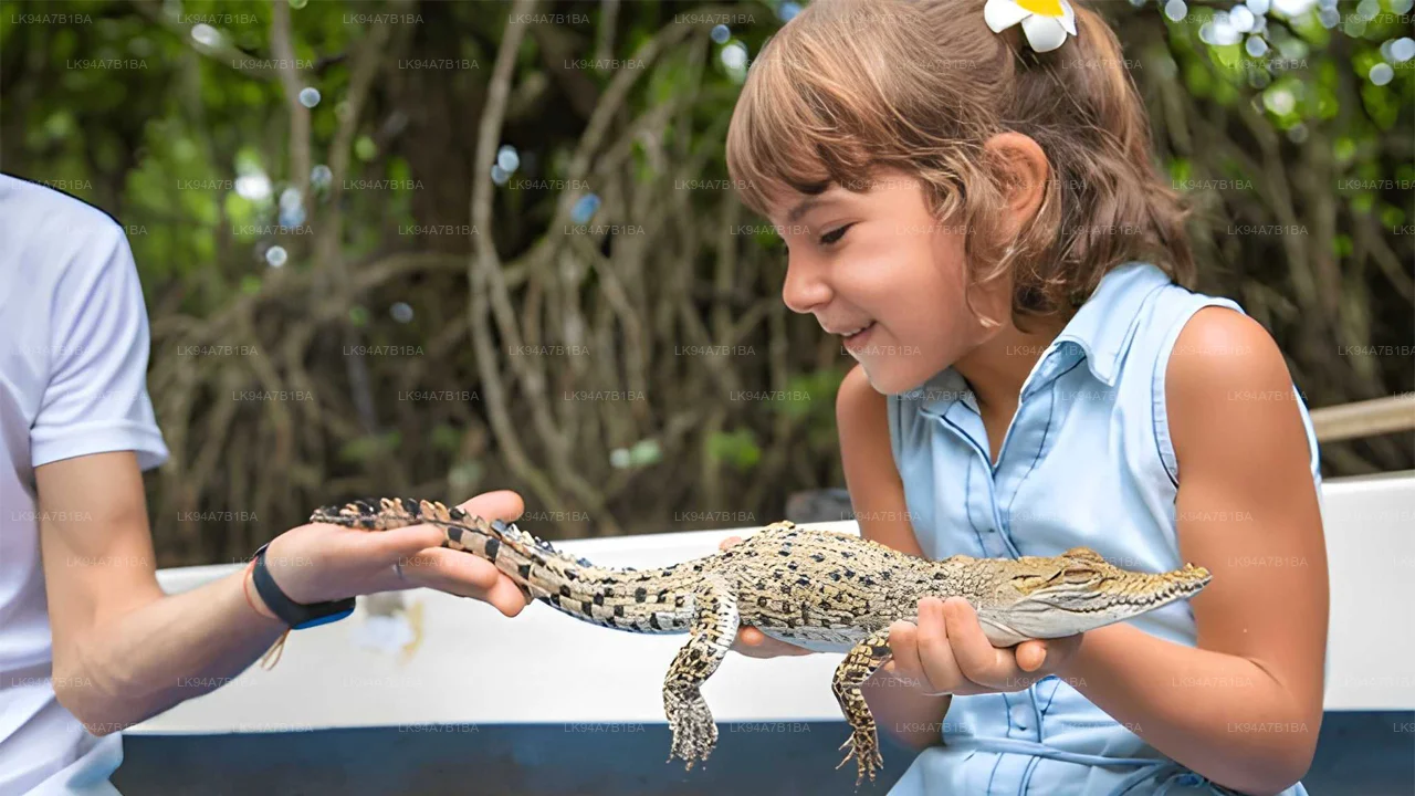 baby-croc