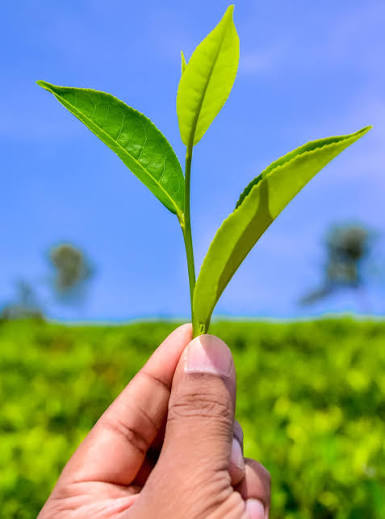 tea-leaves