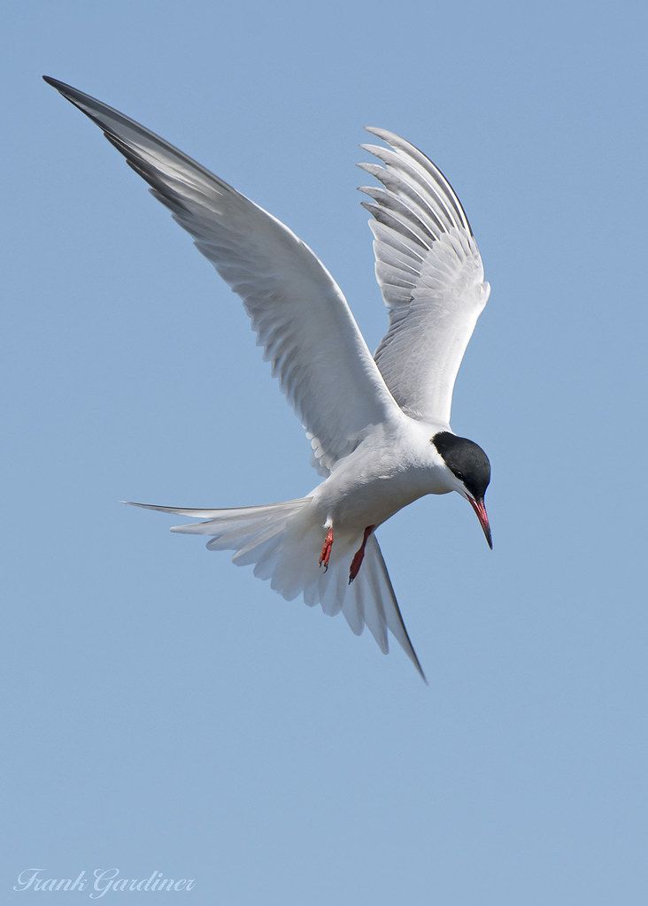 seabirds