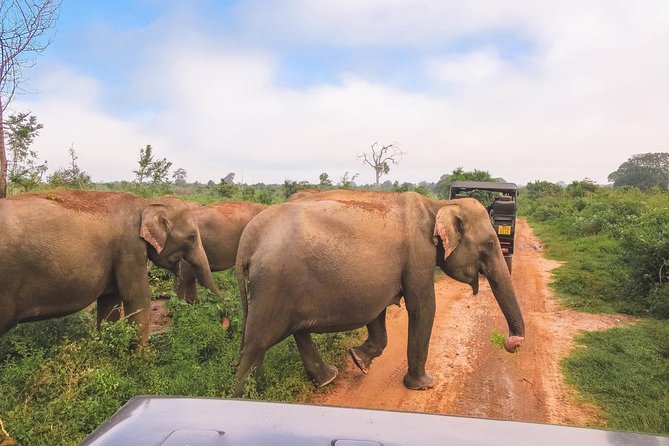 elephant-bundalla