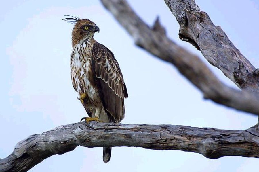 changeable-hawk-bundala
