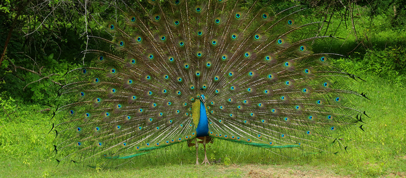 kumana-peacock