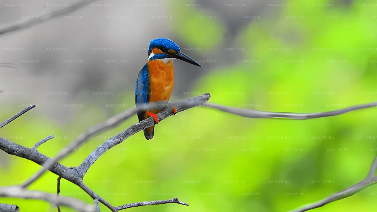kingfishers