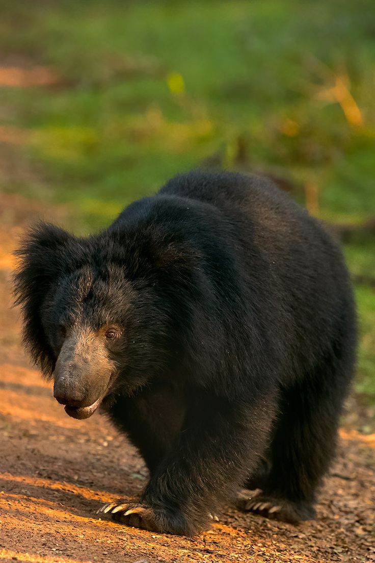 bear