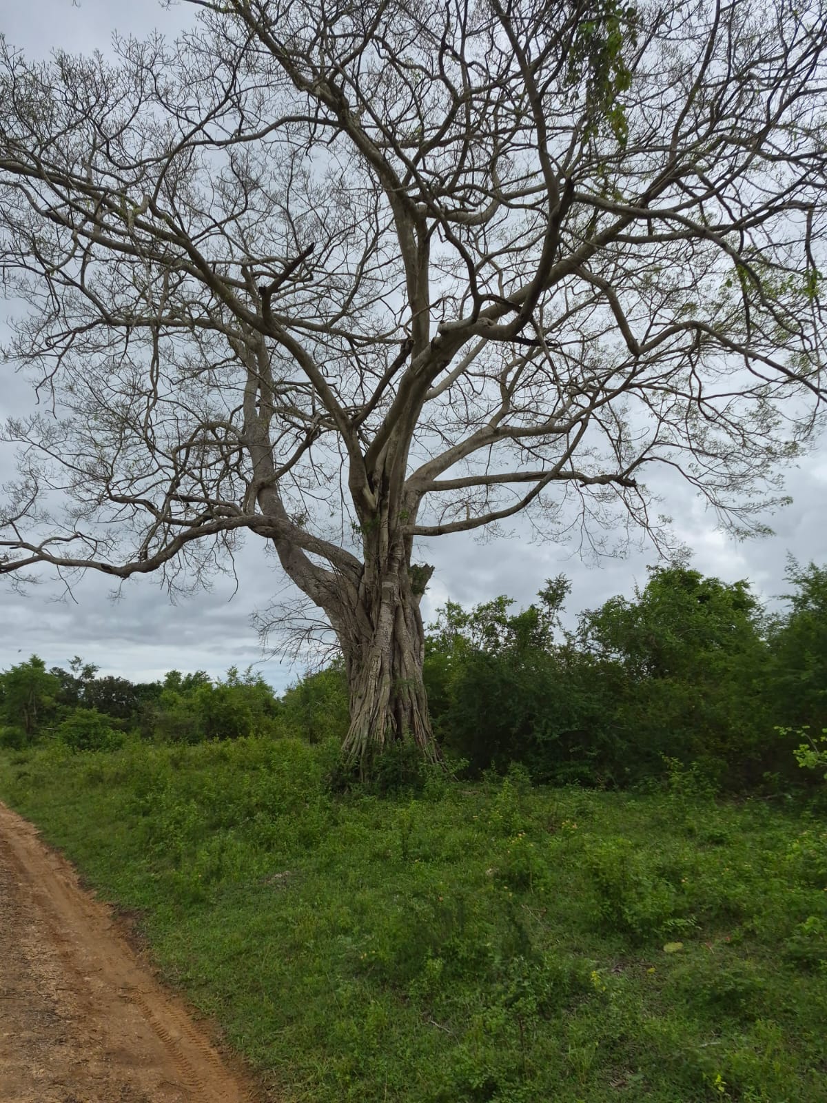 banyan-tree