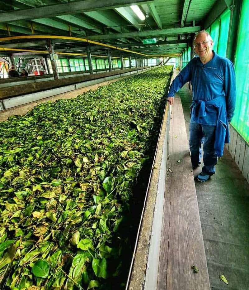 tea-processing