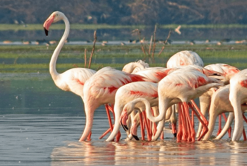 flamingo