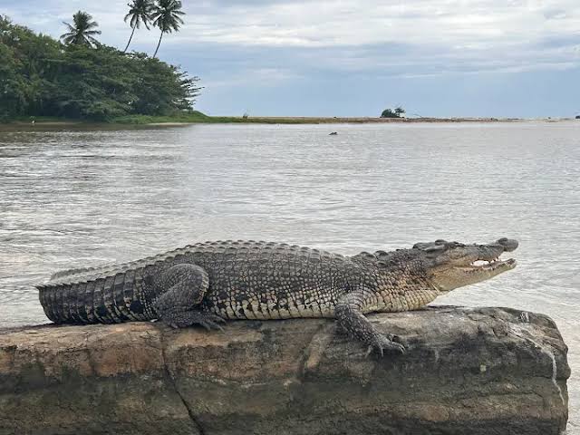 Day 1: Crocodile Watching