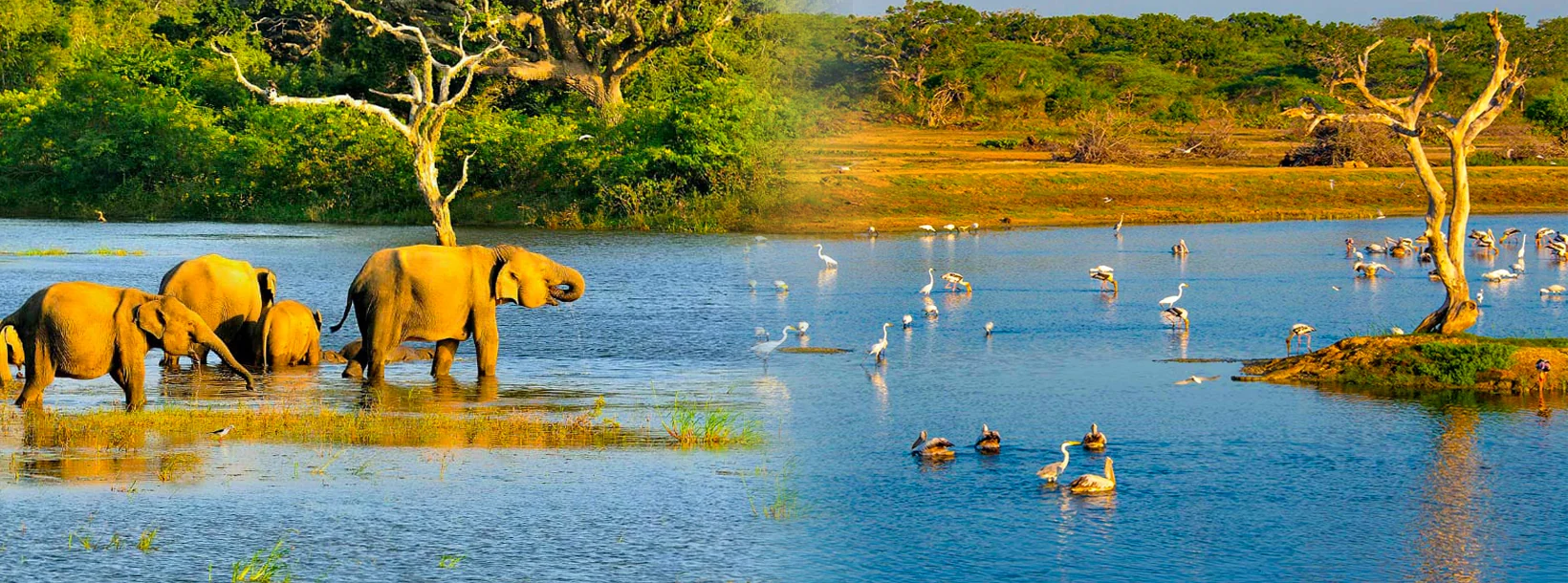 Day 1: Bundala Safari